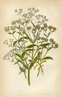 Images Dated 26th February 2016: Corn Salad, Valerianella locusta, Cornsalad, Victorian Botanical Illustration