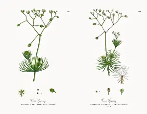 Corn Spurrey Prints: Corn Spurrey, Spergula arvensis, Victorian Botanical Illustration, 1863