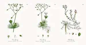 Corn Spurrey Prints: Corn Spurrey, Spergula arvensis, Victorian Botanical Illustration, 1863