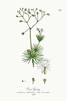 Images Dated 5th October 2017: Corn Spurrey, Spergula arvensis, Victorian Botanical Illustration, 1863