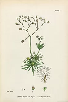 Images Dated 25th February 2017: Corn Spurrey, Spergula arvensis, Victorian Botanical Illustration, 1863