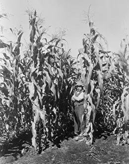 Corn Plant Prints: Corn Stalks in Australia