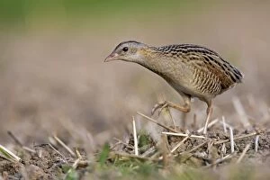 Corncrake -Crex crex-, foraging on the edge of a meadow, Middle Elbe region, Saxony-Anhalt, Germany