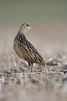 Ground Gallery: Corncrake -Crex crex-, listenting to a rivals song, Middle Elbe region, Saxony-Anhalt, Germany