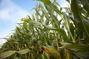 Cornfield, autumn, Aichach district, Upper Bavaria, Germany, Europe Cornfield, autumn, Aichach district, Upper Bavaria, Germany, Europe