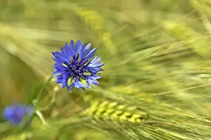 Variety Prints: Cornflower (Centaurea cyanus) in barley field (Hordeum vulgare)