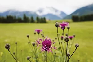 Cornflower Gallery: Cornflower oder Bluebottle (Centaurea cyanus), Groeblalm mountain pastures near Mittenwald
