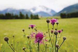 Centaurea Gallery: Cornflower oder Bluebottle (Centaurea cyanus), Groeblalm mountain pastures near Mittenwald