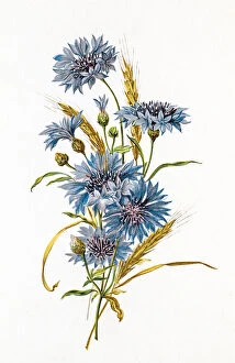 Macro Gallery: Cornflower and wheat composition 19 century illustration