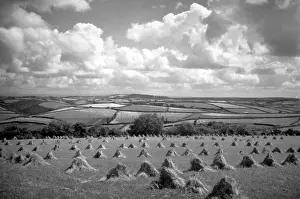 Cornish Cornfield