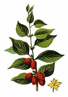 Images Dated 25th November 2018: Cornus mas (Cornelian cherry, European cornel or Cornelian cherry dogwood)