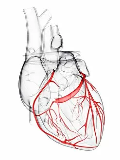 Heart Gallery: Coronary arteries, artwork