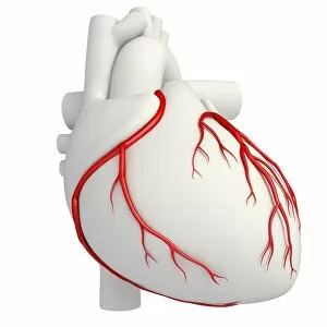 Biological Gallery: Coronary arteries, illustration