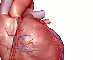 Heart Gallery: The coronary vessels of the heart