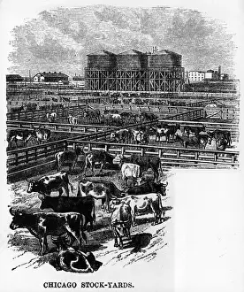 America H Prints: In the Corral