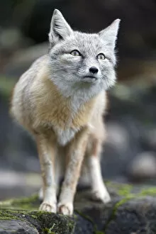 Images Dated 6th November 2016: Corsac fox standing