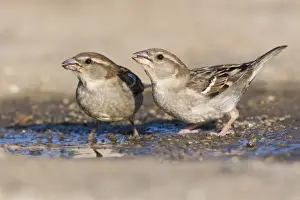 Passeridae Prints: corse, couple, female, french, natural environment, passeridae, together, two, wildlife