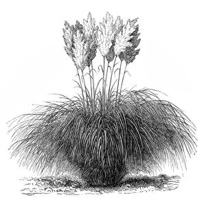 Images Dated 23rd January 2016: Cortaderia selloana (pampas grass)