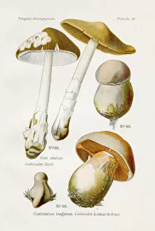 Images Dated 9th May 2017: Cortinarius mushroom 1891