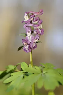 Images Dated 28th March 2012: Corydalis -Corydalis cava-, Hainich National Park, Thuringia, Germany
