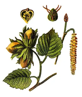 Hazel Prints: Corylus avellana, the common hazel