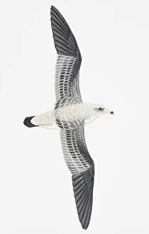 Images Dated 2nd March 2007: Corys Shearwater (Calonectris diomedea), adult