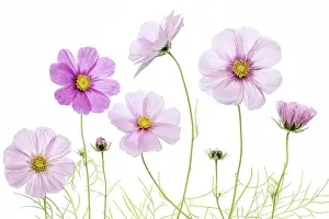 Cosmos Prints: Cosmos