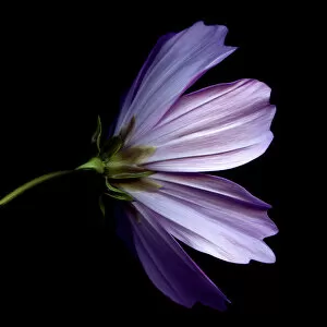 Images Dated 31st August 2011: Cosmos flower against black background