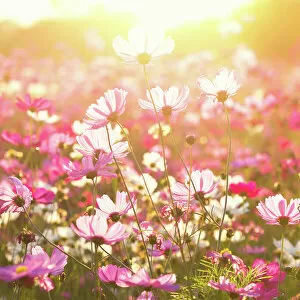 Pink Collection: Cosmos flower under sunlight in the field