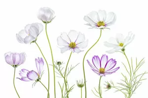 Images Dated 31st July 2016: Cosmos flowers