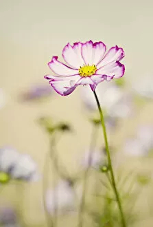 Delicate Gallery: Cosmos in soft sunshine