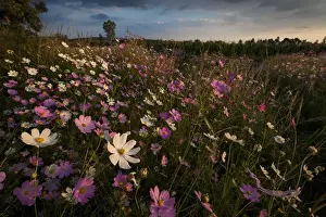 Flower Head Prints: Cosmos wildflowers (Bidens formosa) at sunset in a farm field in Magaliesburg