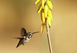 California Gallery: Costas Hummingbird at yellow desert flower