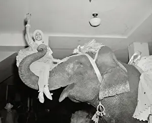 Costumed Dancing Elephant Carrying Female Performer