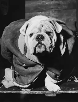 Sadness Prints: Cosy Bulldog