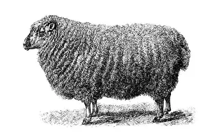 Sheep Prints: Cotswold sheep