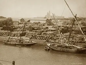 Gins Prints: Cotton Dock