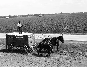 Ethnicity Gallery: Cotton farmer