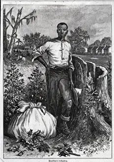 Cotton Prints: Cotton Field With Afro-American Worker