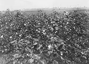 Queensland Prints: Cotton Field in Australia