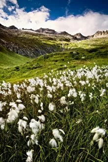 In Bloom Gallery: The Cotton Fields