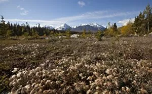 Images Dated 4th September 2010: Cotton grass at Quill Creek, autumn, fall colours, Indian summer, St. Elias Mountains