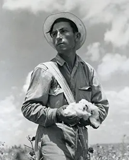 Cotton Prints: Cotton Picker
