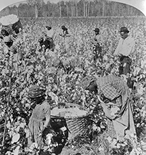 Oppression Prints: Cotton Pickers