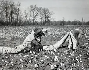 Cotton Prints: Cotton Pickers in Field