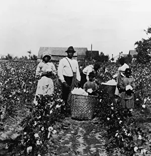 Worker Prints: Cotton Picking