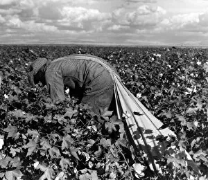 Three Lions Gallery: Cotton Picking