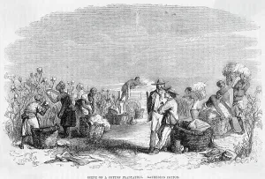 Cotton Prints: Cotton Picking On Plantation (Illus.)