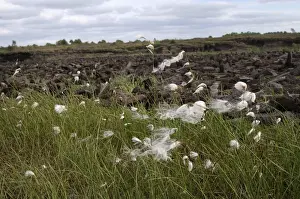 Production Prints: Cottongrass (Eriophorum angustifolium)