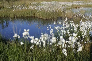 Regions Collection: Cottongrass (Eriophorum angustifolium)